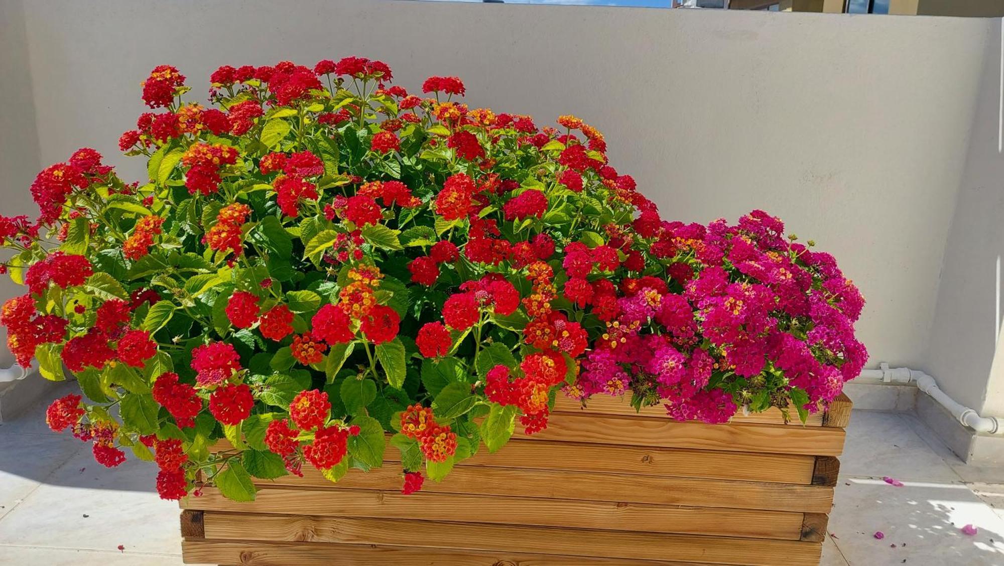 The Little Big Apartment In The Heart Of Heraklion エクステリア 写真